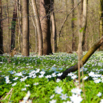 Schmucke Schwedenköpfe in Renaissancetracht