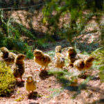 egapark Erfurt: Ein Blütenmeer wie in den Sechzigern