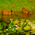 Thüringens Wälder blühen